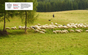 Stado owiec pasących się na łące, za nimi oddali stoi mężczyzna z psem
